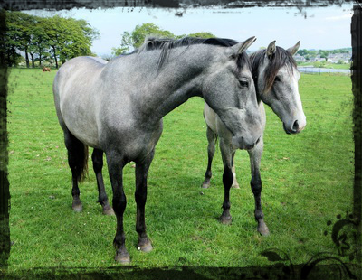 News at Foreside Andalusian Stud